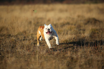 Dog running on field