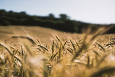 Surface level of wheat field against sky