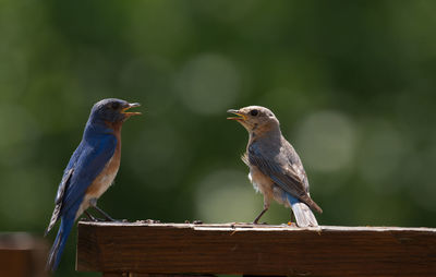 Close-up of birds perching outdoors