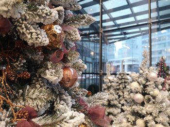 Close-up of plants hanging for sale