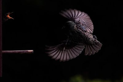 Close-up of bird landing on birdhouse