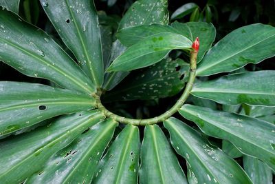 Close-up of wet plant leaves