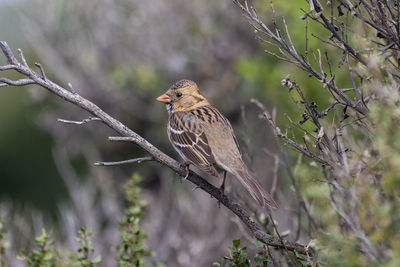 Close-up of bird perching on tree