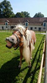 Portrait of horse against sky