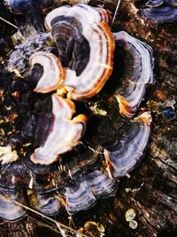 High angle view of shells on wood