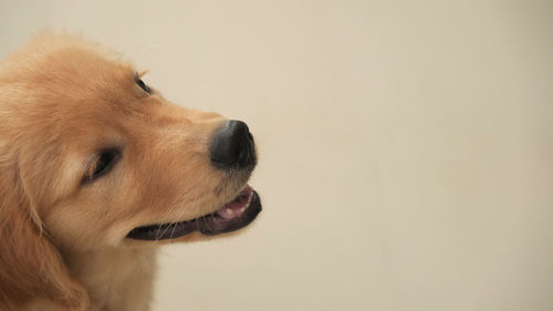 Close-up of golden retriever