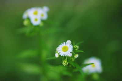Close-up of white flowers blooming outdoors