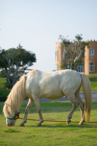 Horse grazing on field