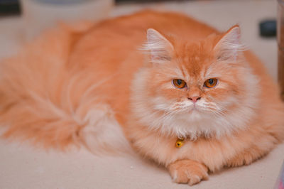 Close-up portrait of a cat