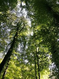 Low angle view of trees against sky