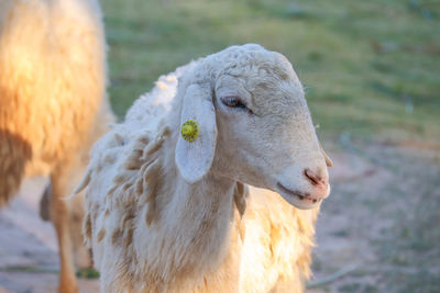 Close-up of an animal