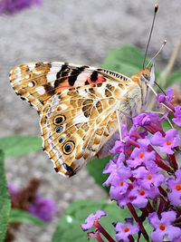 Close-up of butterfly pollinating on purple flower