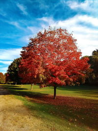 Trees on field against sky during autumn