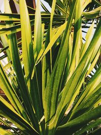 Close-up of palm leaf