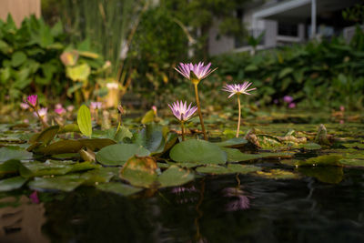 Lotus water lily in pond