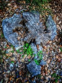 Close-up of tree stump in forest