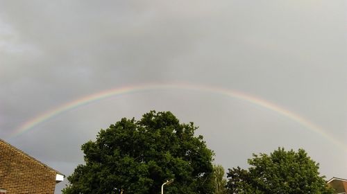 Rainbow over trees