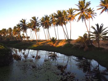 Reflection of palm trees in lake against sky