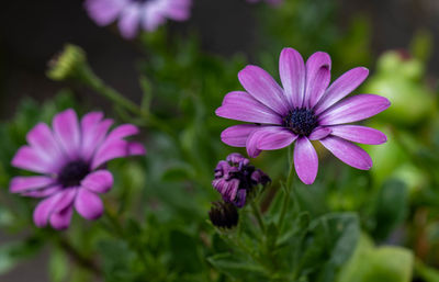 Close-up of pink flowers