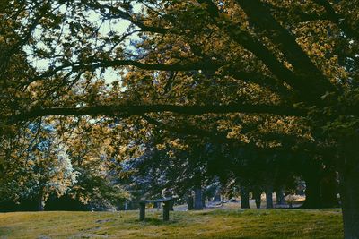 Trees in park