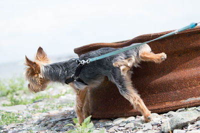 Close-up of dog against sky