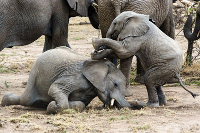 Close-up of elephant