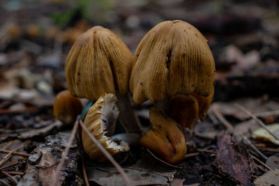 Close-up of mushroom growing on field