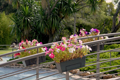 Pink flowering plants by railing in park