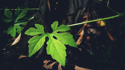 Close-up of green leaves on land