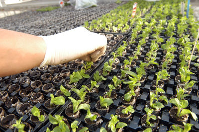 Cropped image of hand holding leaf at farm