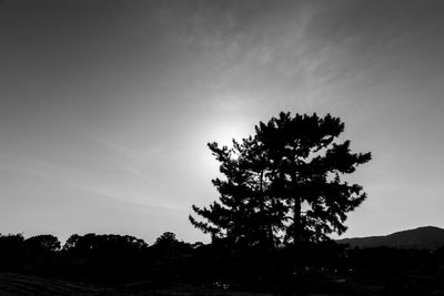 Low angle view of silhouette tree against sky