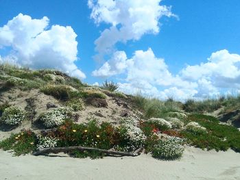 Plants growing on land against sky