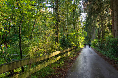 Road amidst trees in forest