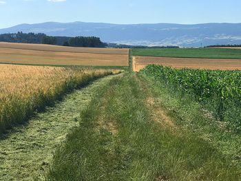 Scenic view of field against sky