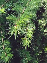 Close-up of pine tree