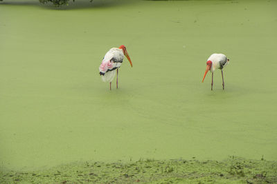 View of birds in water