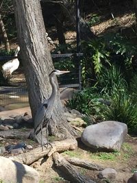 Bird on tree trunk