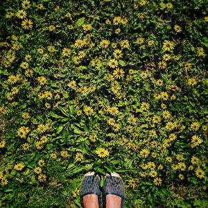 Low section of person standing by flowering plants