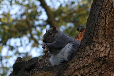 Low angle view of squirrel sitting on tree trunk