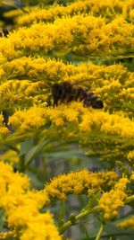 Close-up of fresh yellow flowers in field