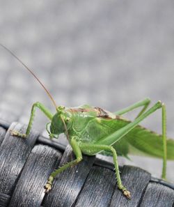 Close-up of insect on wood
