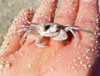 Close-up of tiny hermit crab on the hand