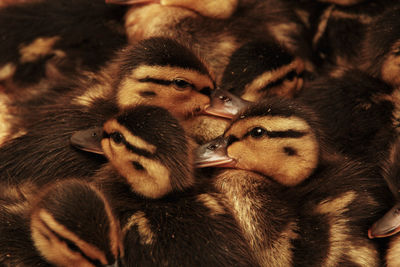 Close-up of a rabbit