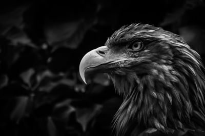 Close-up of eagle