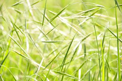 Close-up of grass growing on field