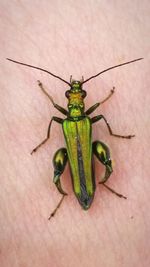 Close-up of grasshopper on leaf