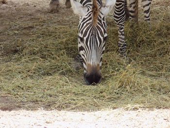 Close up of a zebra grazing in field