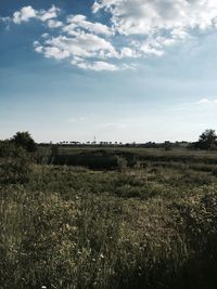 Scenic view of field against sky