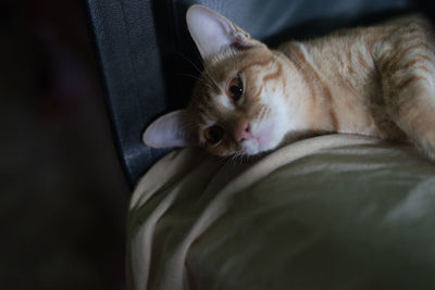 Close-up portrait of a cat