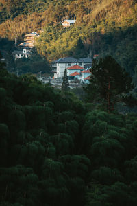 High angle view of houses by trees and plants